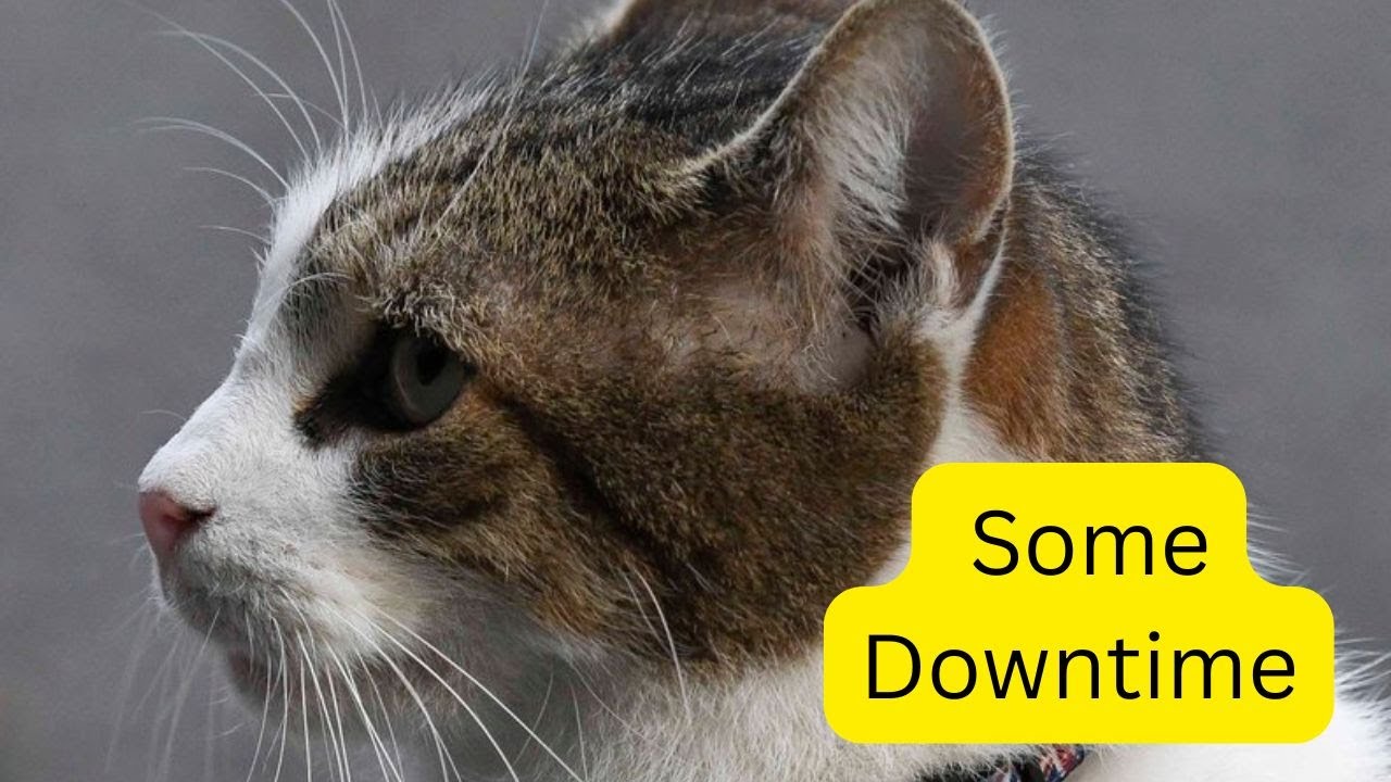 Larry, the Downing Street Cat -  Finally, some downtime!