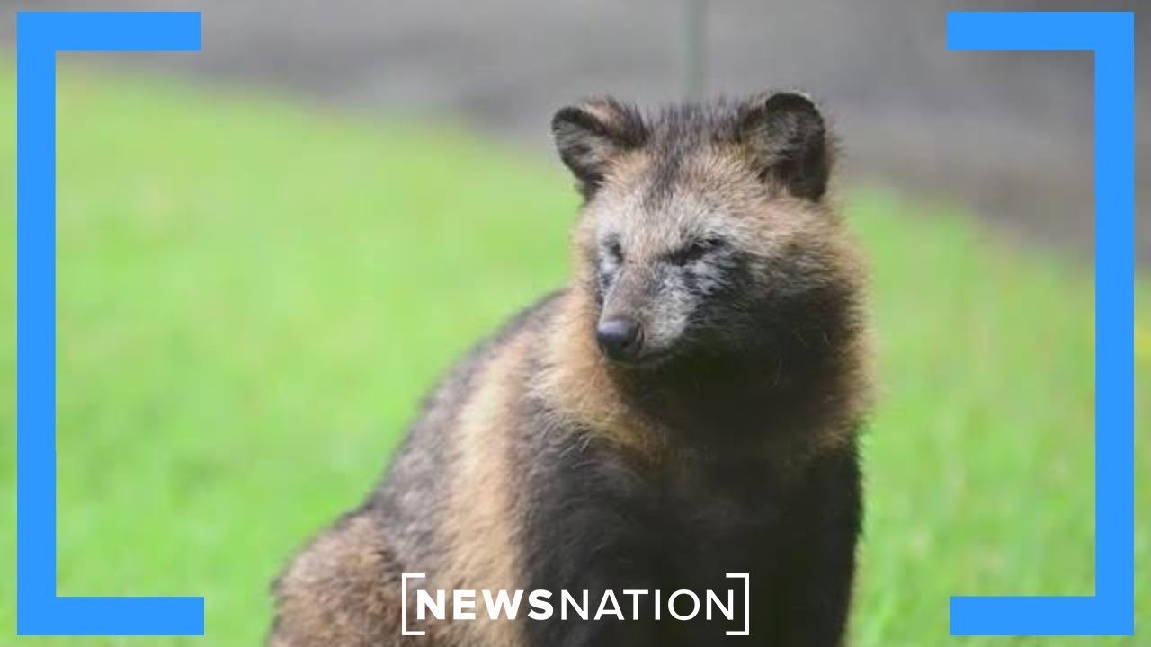 Chinese study links raccoon dogs to COVID-19, Wuhan market  |  Elizabeth Vargas Reports