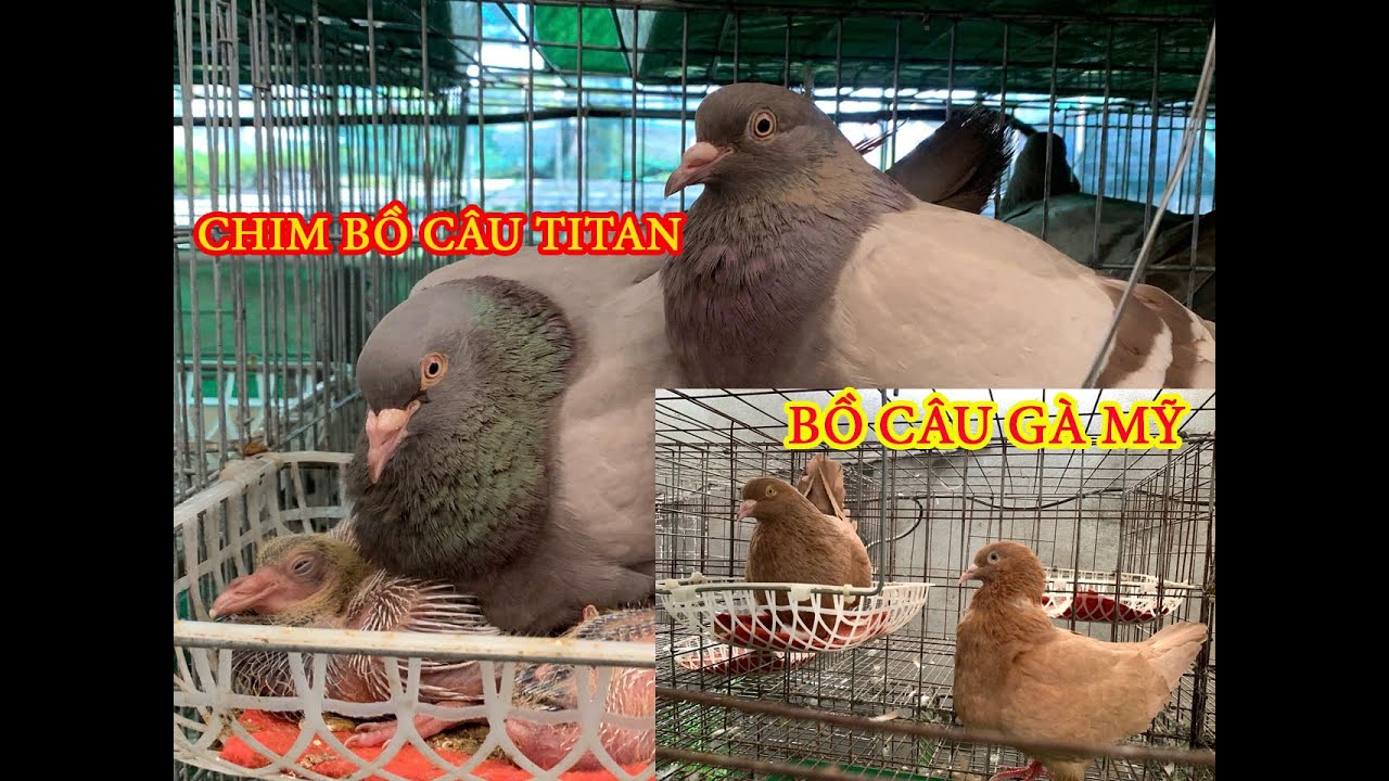 NÊN CHỌN LOẠI CHIM BỒ CÂU NÀO ĐỂ PHỤC VỤ GIA ĐÌNH ?