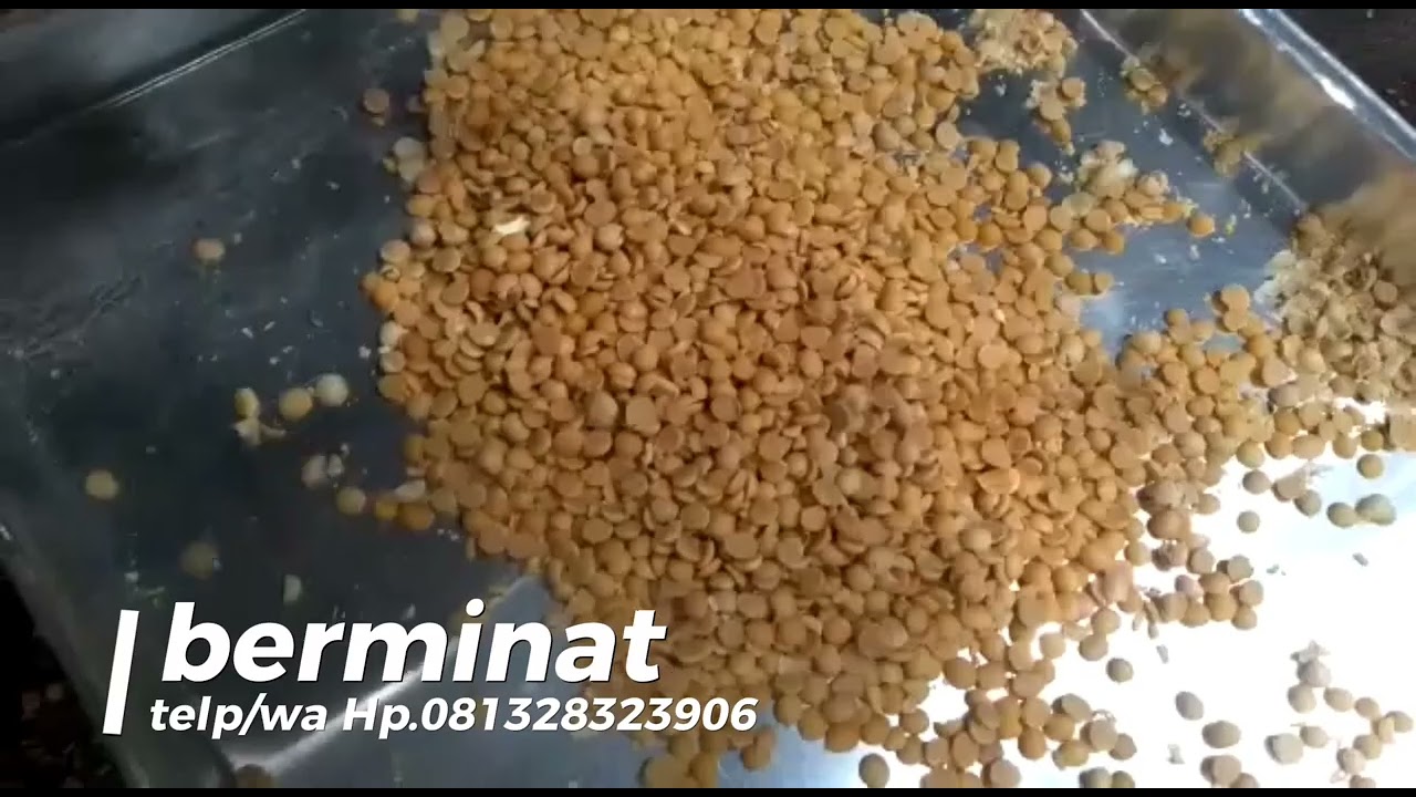 Mesin kedelai kering