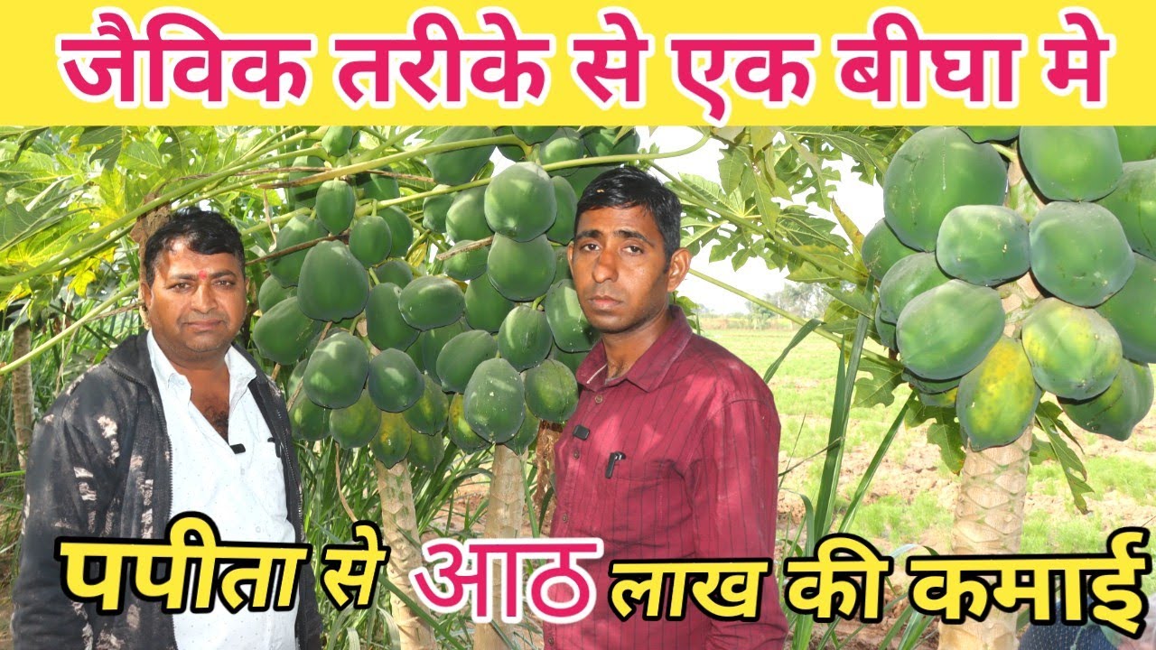 पपीता की खेती ने बदल दी किसान की जिंदगी ll जैविक विधि से पपीता की खेती केसे करे ll sarvan manglora