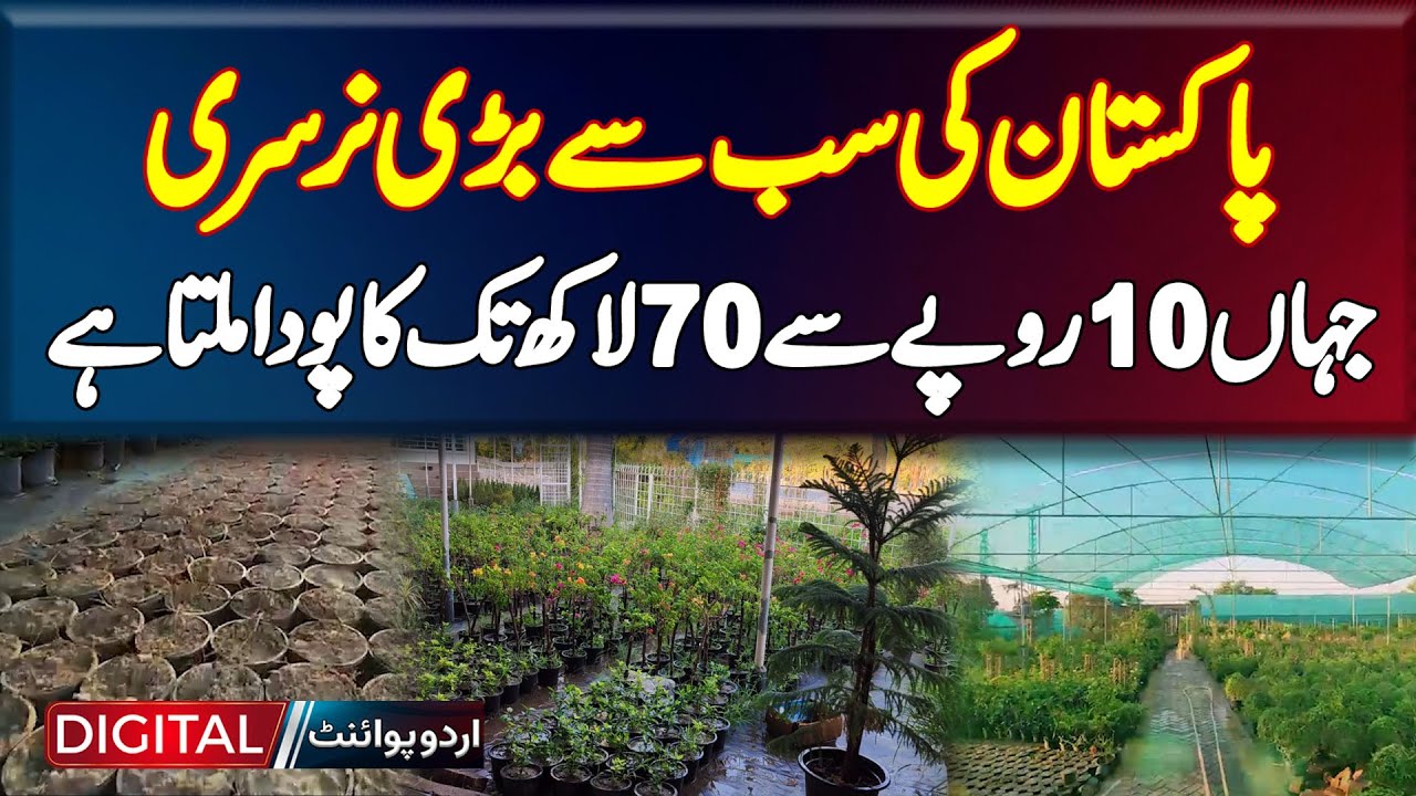 Pakistan Ki Sab Se Bari Nursery Mandi - Jahan 10 Rupees Se 70 Lakh Tak Ka Plant Milta Hai
