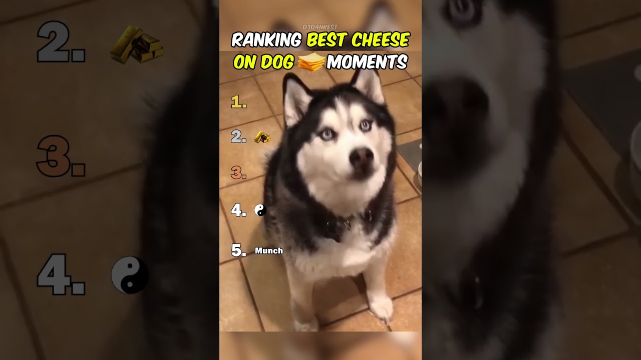 Ranking Best Throwing Cheese On Dog Moments
