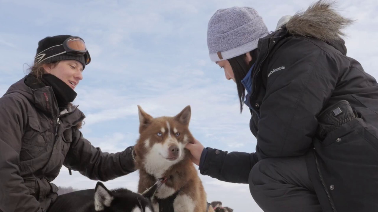 Traineau &agrave; Chiens - Dog sledding - Aventures Plein Air