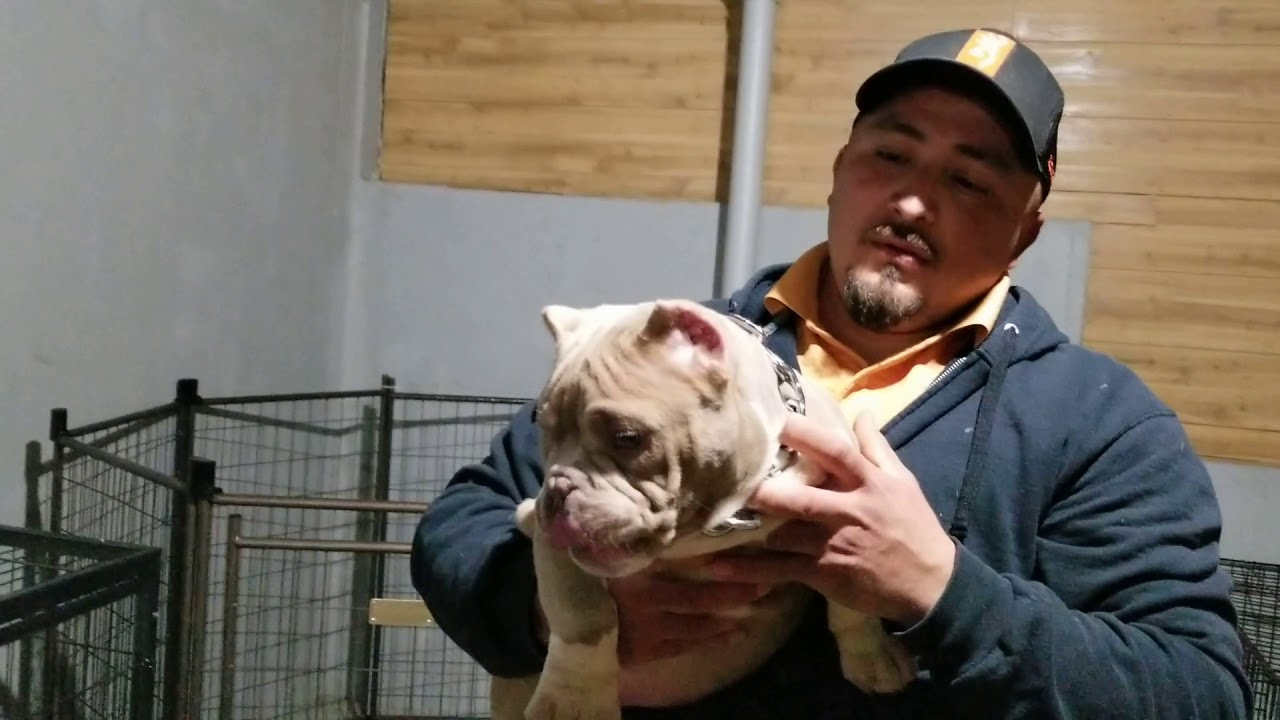 Minibulls Toybulls Micro Exotic Bulls