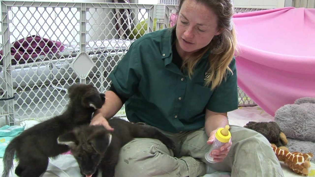 Pup Playtime! Maned Wolf Pups are Five Weeks Old