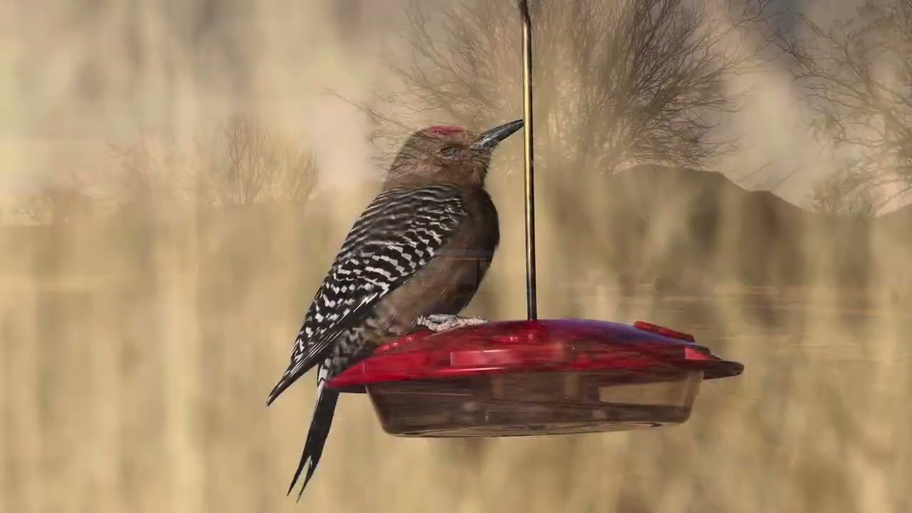 Birding in Southeast Arizona 2/15/2025
