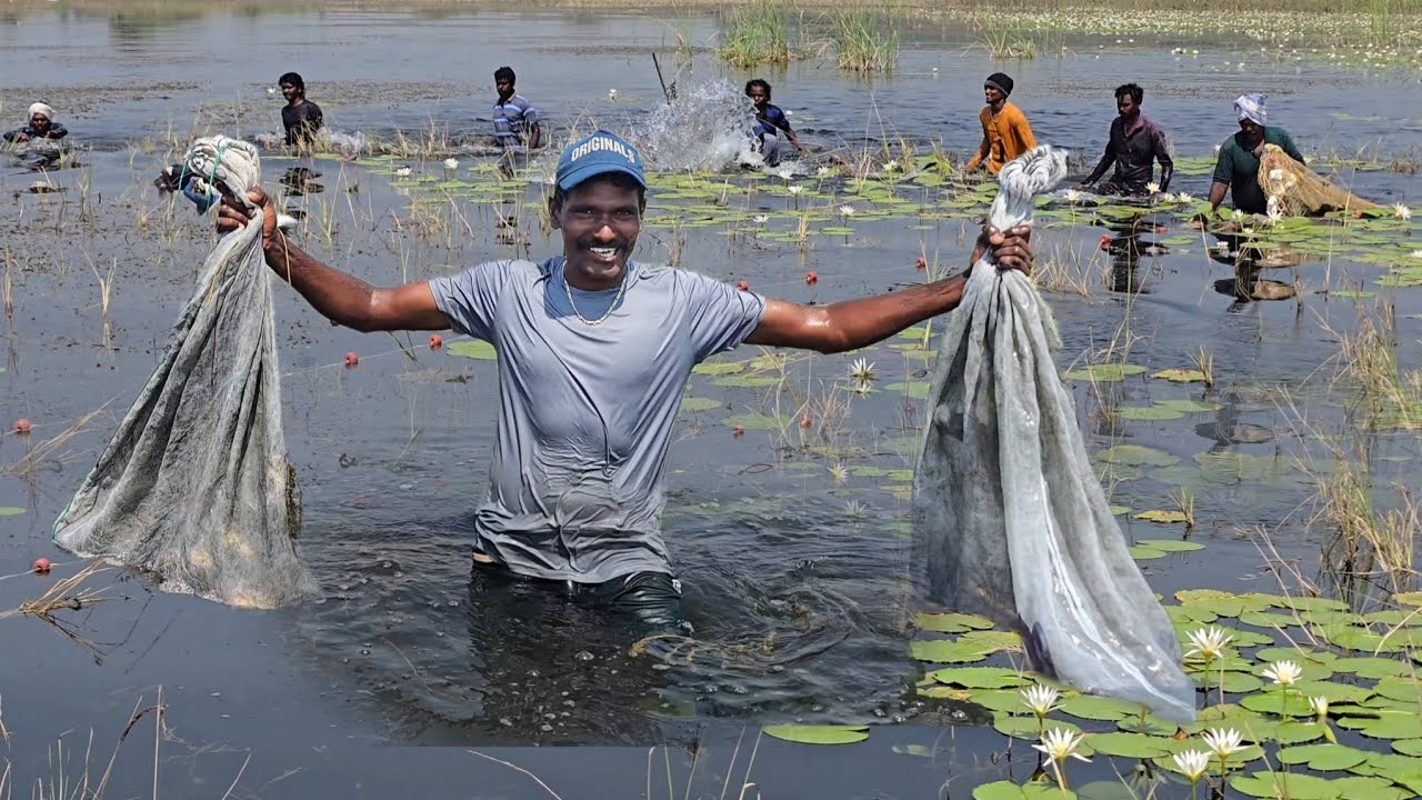 తొక్కుడు వలతో చెరువులో ఉన్న చేపలను తరిమి తరిమి పట్టాము Village Natural Fishing Video 