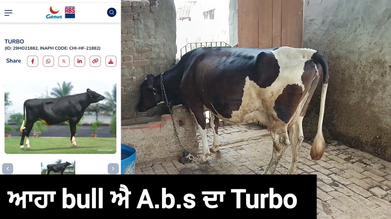 A.b.s bull Turbo. ਵਧੀਆ ਨਵਾਂ bull ਐ। @Khanguravlogsitaly
