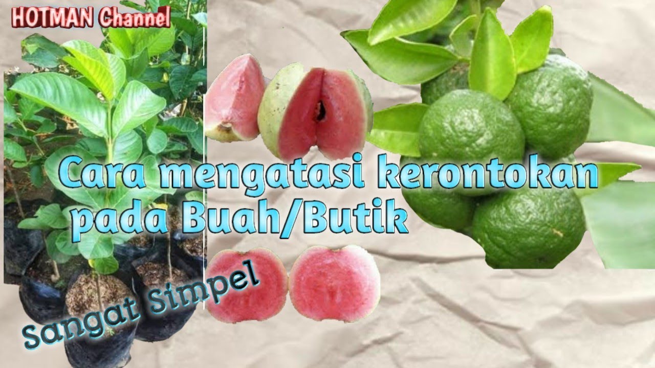 Mengatasi kerontokan  buah/butik ,.Jeruk limau... Jambu biji sukun merah