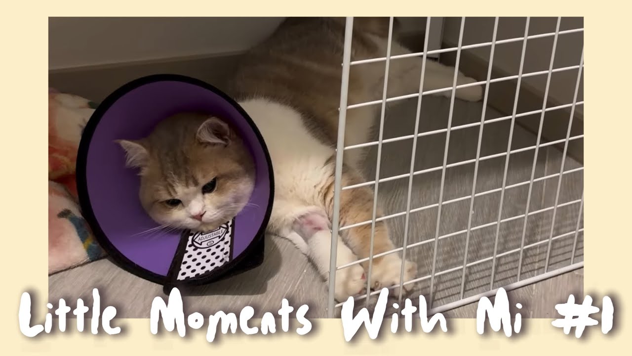 Little Moments With Mi #1 | A Brave Surgery Day🩹
