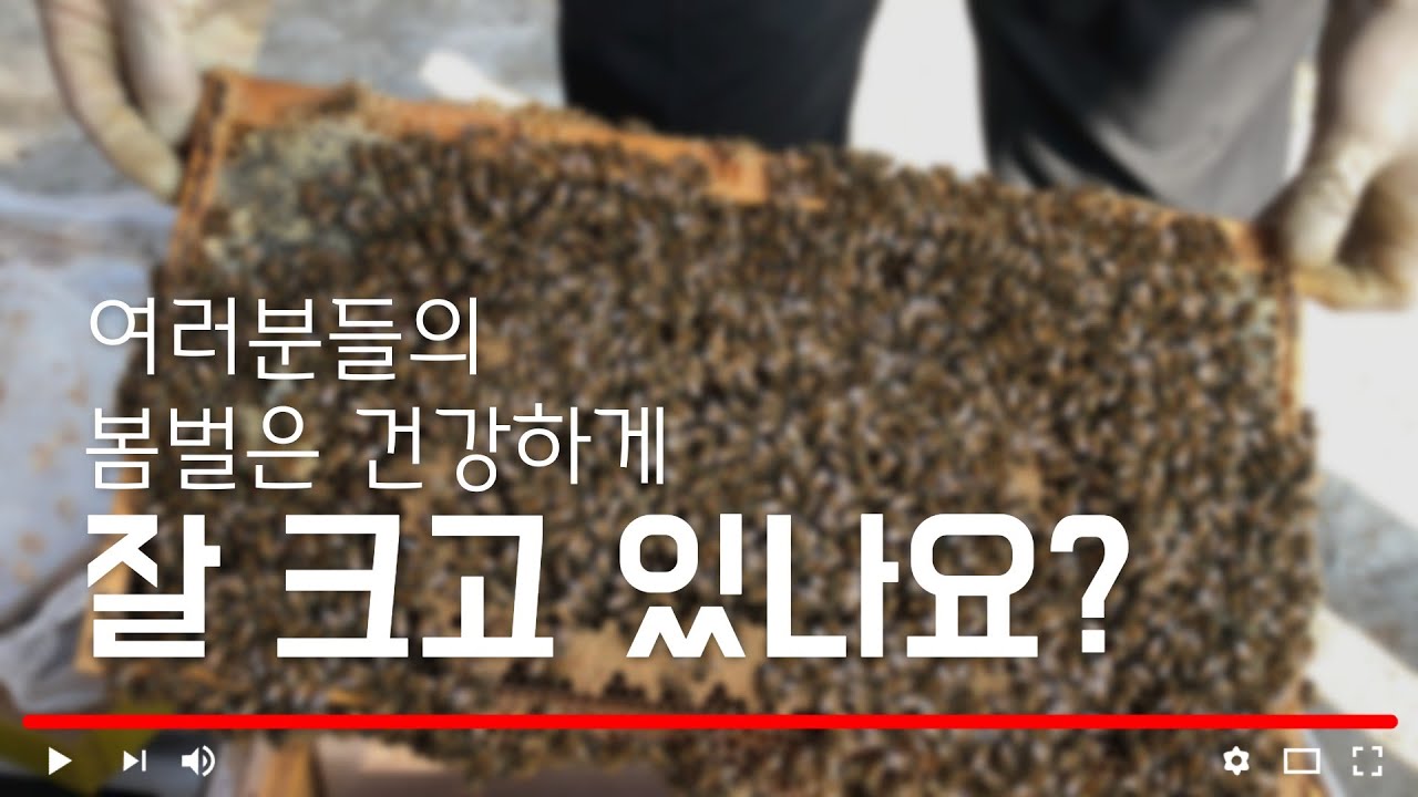 2월 21일 봄벌 내검 #3