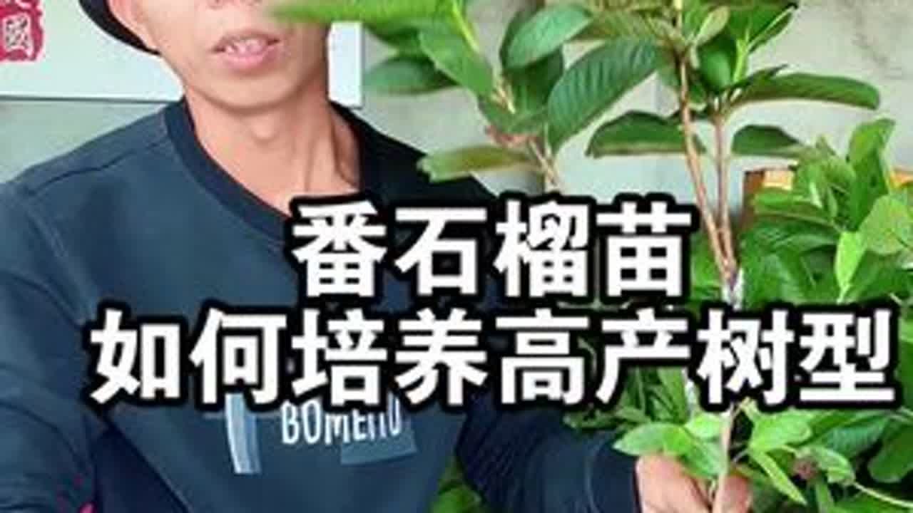 种植番石榴苗，如何培养出高产的树型？ #红心番石榴 #红宝石番石榴 #果树种植
