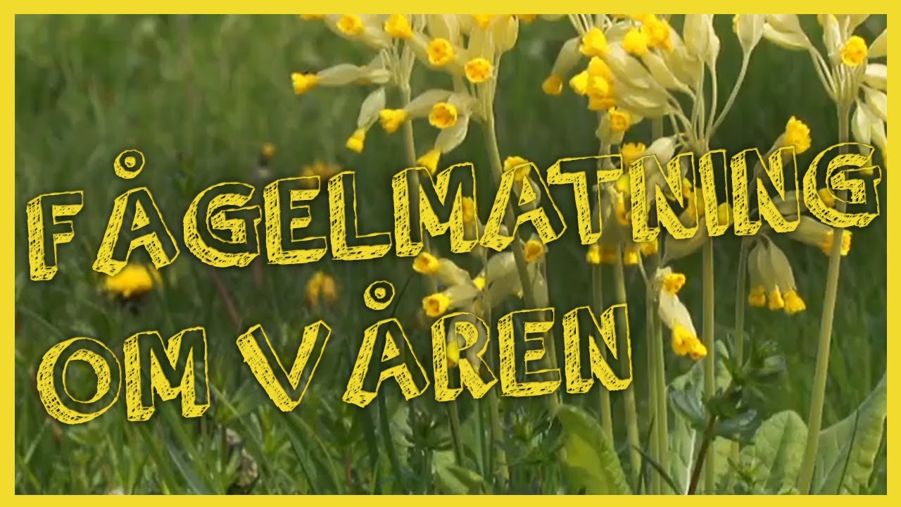 När ska man sluta mata fåglarna på våren?