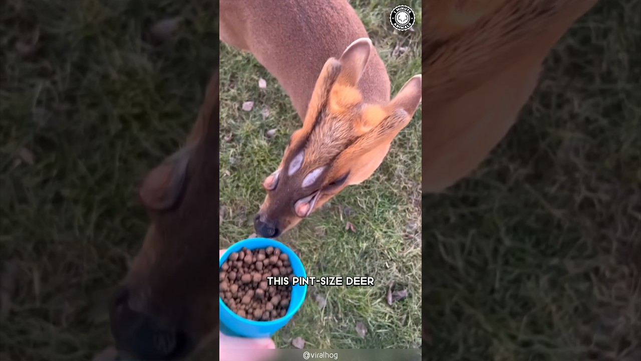 Jeleń mundżak 🦌 Uroczy czy straszny?