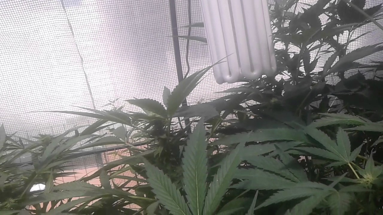 No till medical ganja greenhouse update