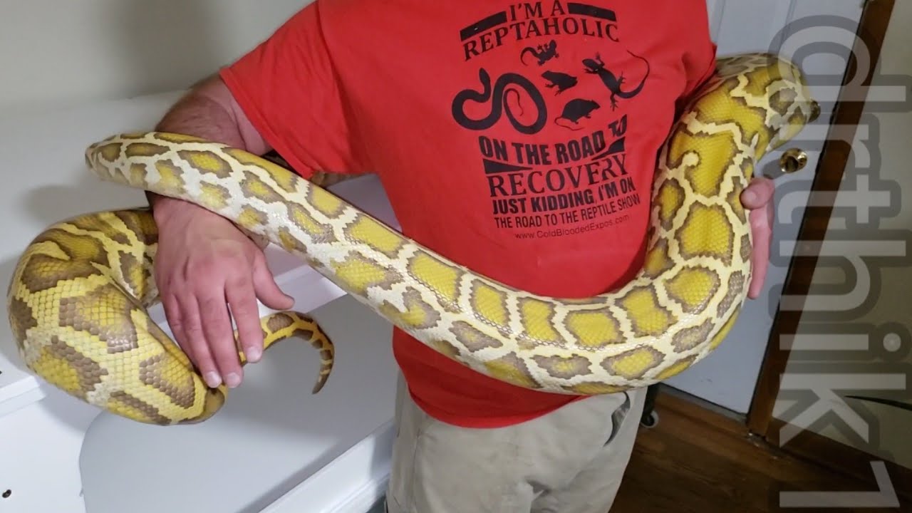 Big burmese pythons