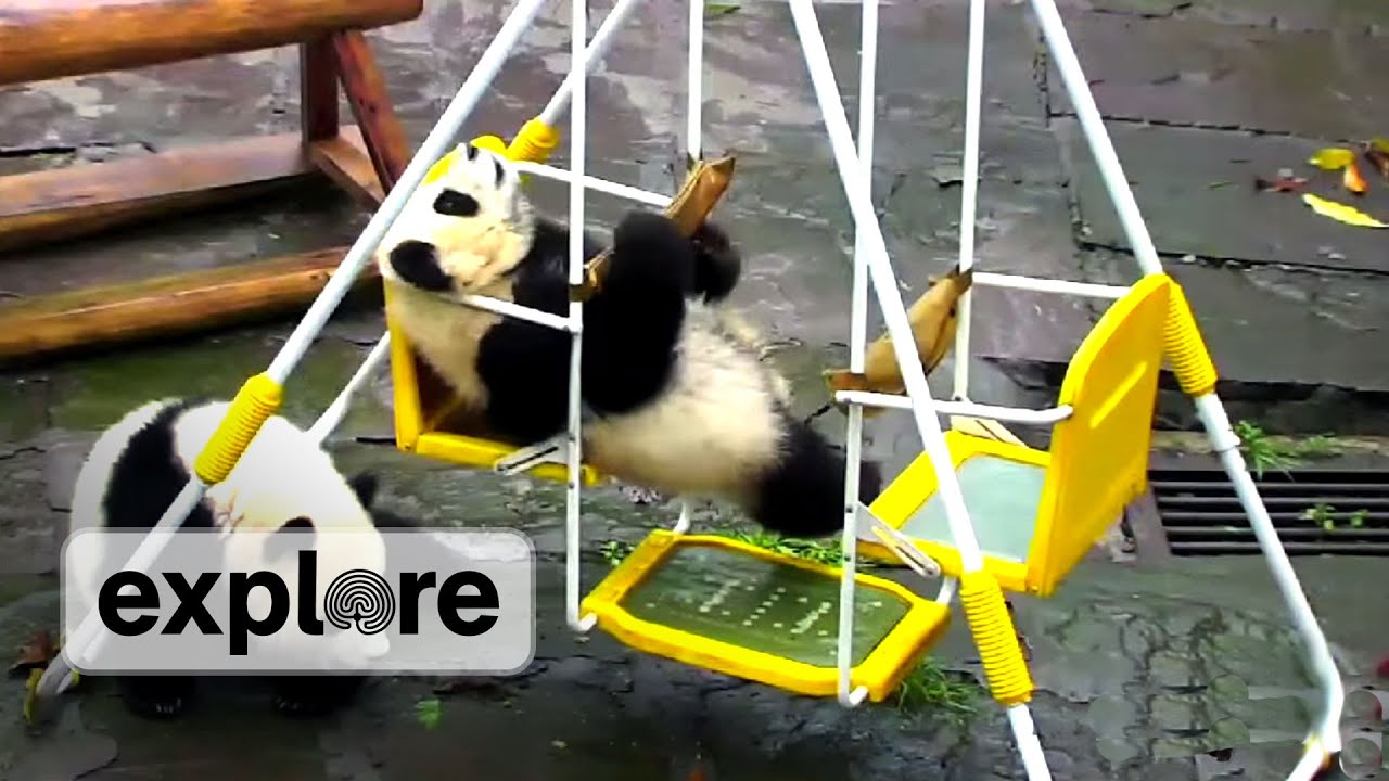 Panda Cub Swinging!!!