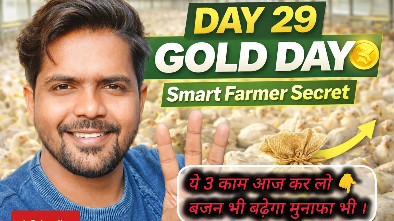 Day 29 के मुर्गे में, ये 3 काम आज जरूर करो/भजन भी बढ़ेगा मुनाफा भी 