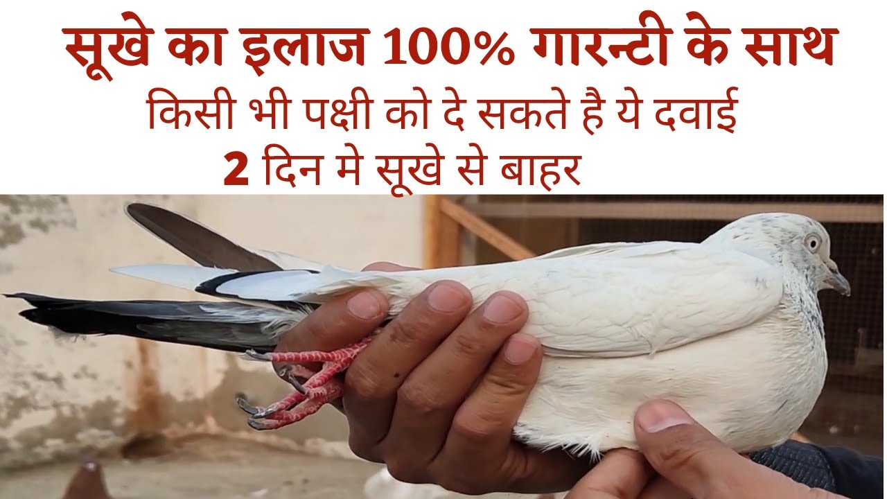 Sust kabutar ka ilaaj/Kabootar ya Birds me sukhe ka ilaaj | Parrots me sukhe ka ilaaj