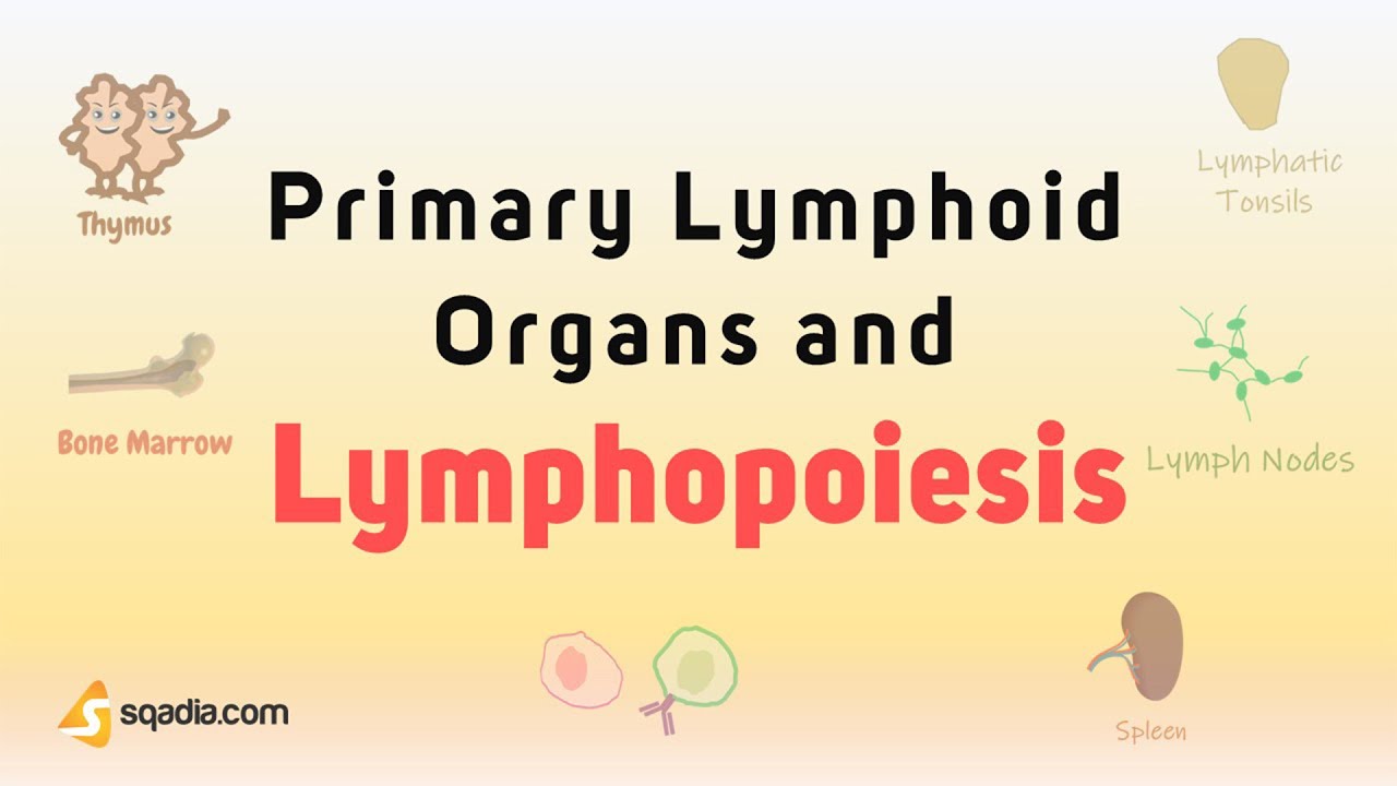 Primary Lymphoid Organs and Lymphopoiesis - Introduction