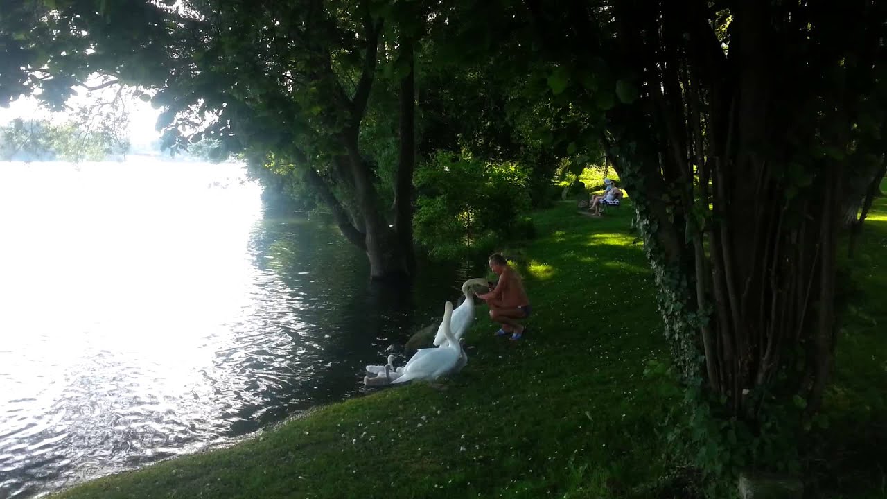 Der Schwan-Flüsterer(2)