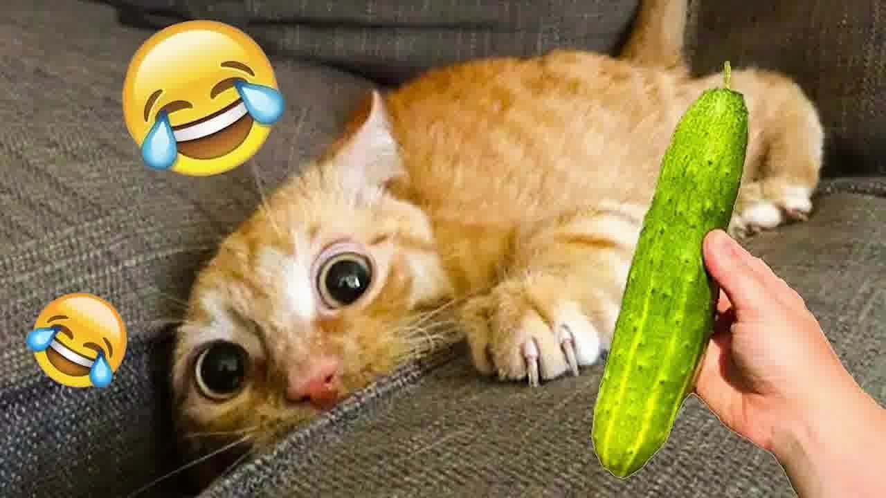 Best Funniest Animal Videos 2024😻🐈Funny Dogs And Cats Videos Of The year🤣