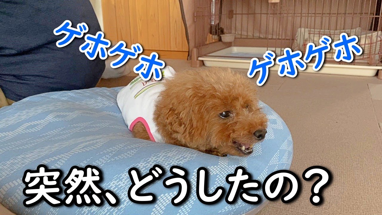 急遽病院へ、咳が止まらなくなったサラ