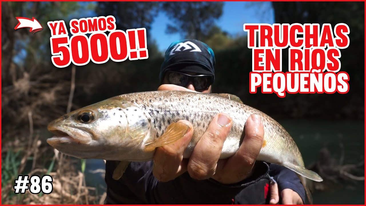 Celebramos los 5000 Pescando Truchas en río pequeños de la Meseta | Cucharilla y Vinilo