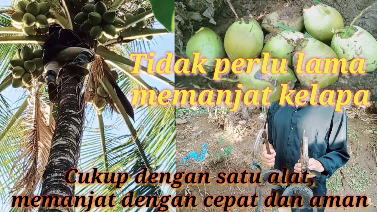 ASMR ALAT MEMANJAT POHON KELAPA PALING CEPAT