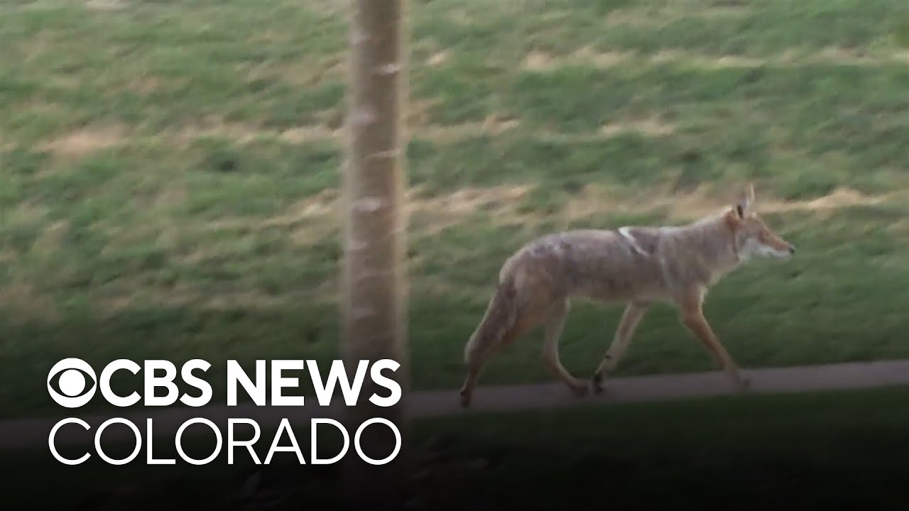 Contentious fight over fur steals the show at Colorado Parks and Wildlife Commission meeting