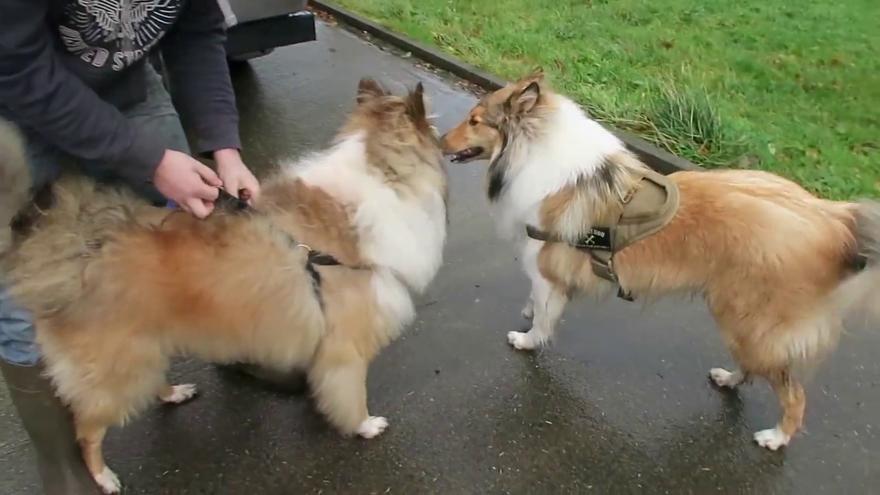 ROUGH COLLIE MEETS HIS MUM & DAD ON HIS FIRST BIRTHDAY