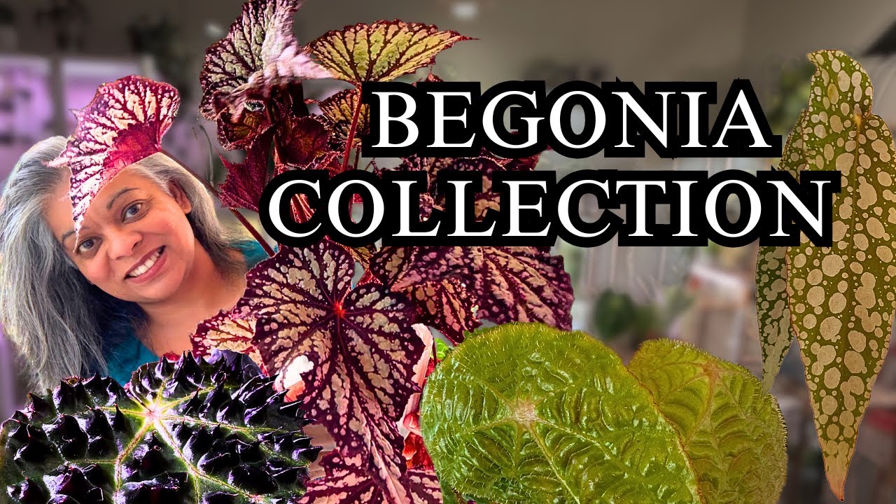 Full Begonia Collection 2025 - Are They Still Worth It?