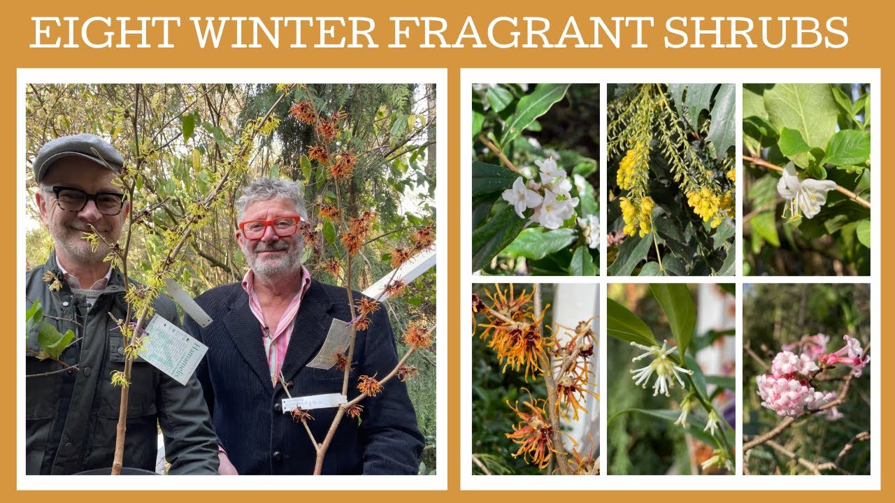 Eight winter flowering fragrant shrubs!
