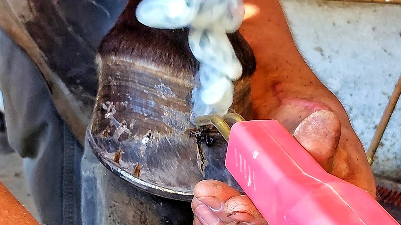 Massive Crack in Horses Hoof - Using Car Plastic Welder to Hold Hoof Together - Hoof Restoration