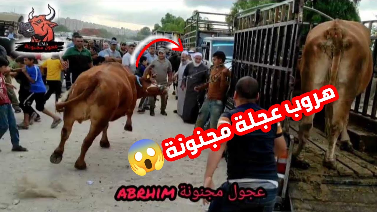هروب عجل مجنون في خانيونس سوق الاربعاء😱🔺.             وإقبال كبير على شراء الاضاحي 2023#اكسبلور