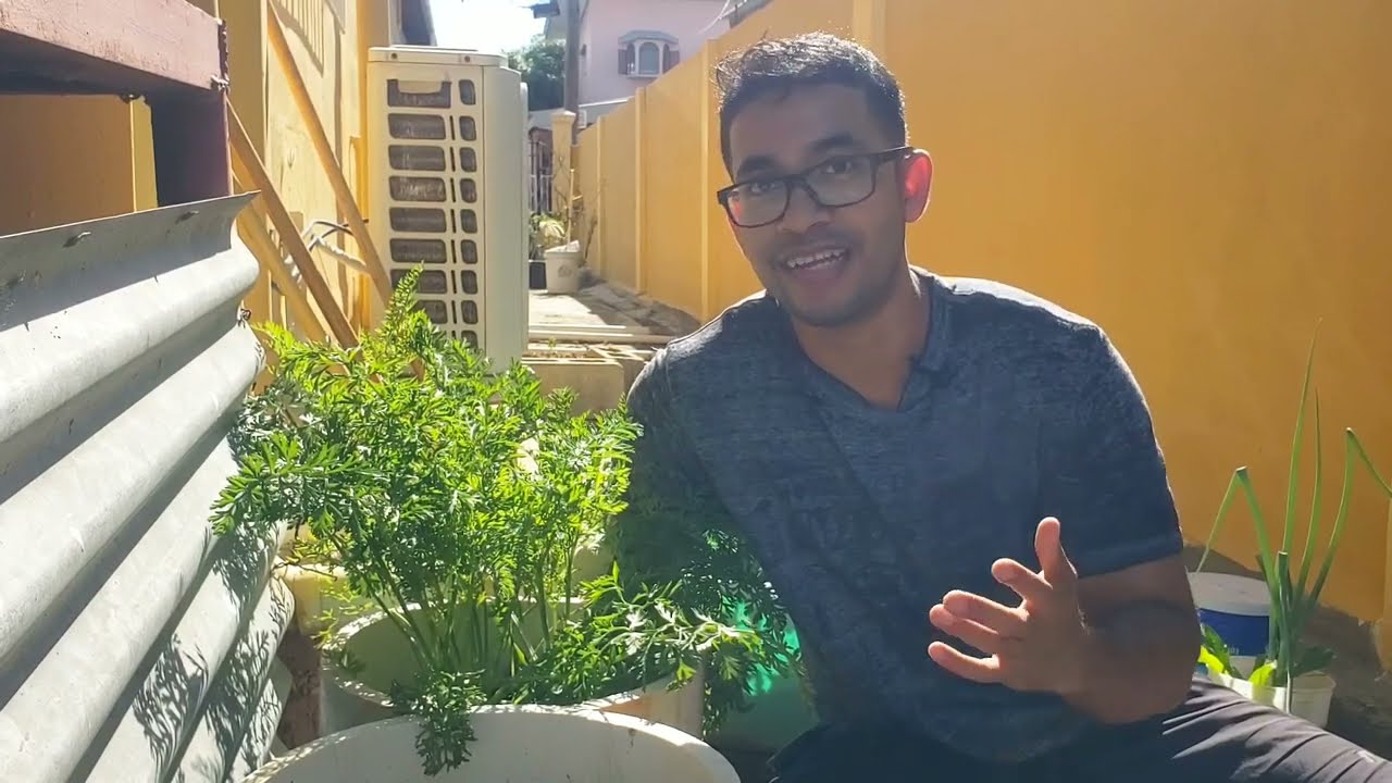 Carrot Harvest in the HOT Caribbean! Hit or Miss?! | Gardening in Trinidad and Tobago