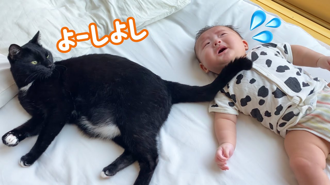 赤ちゃんに尻尾でトントンしてあげるお兄ちゃん猫が優しすぎた‼︎