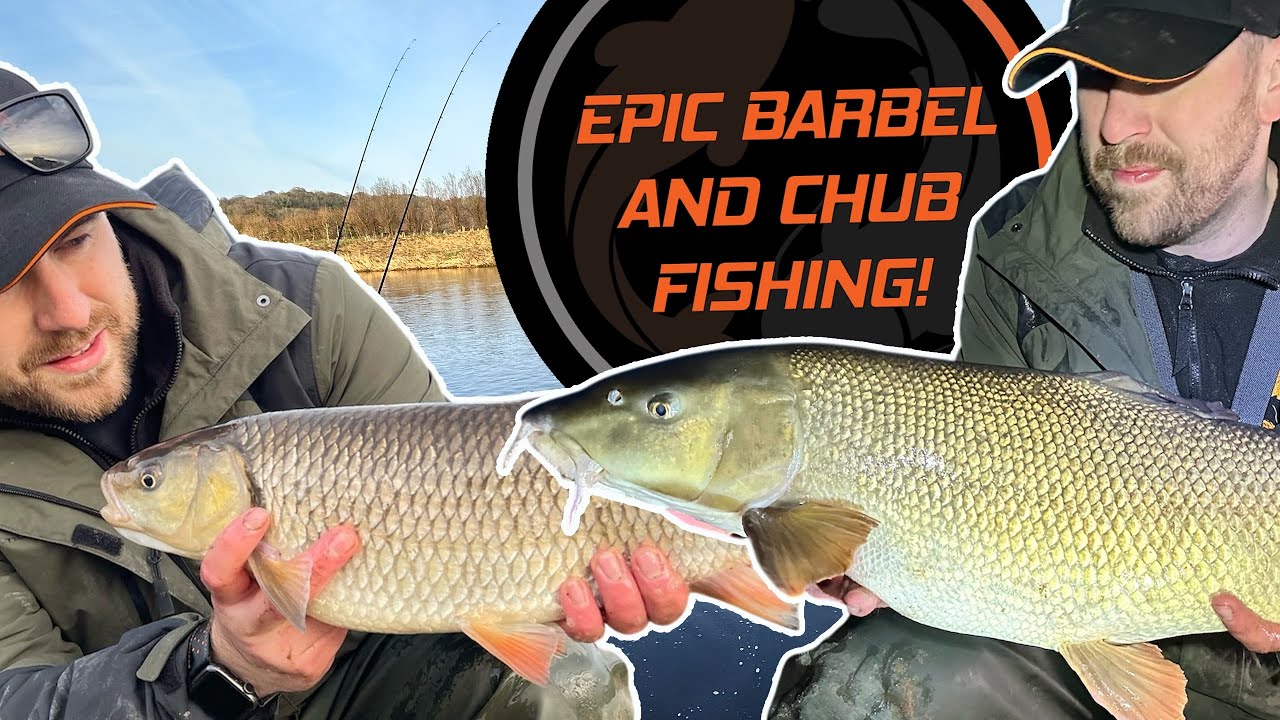Epic BARBEL and CHUB Fishing on a FREE stretch of River!