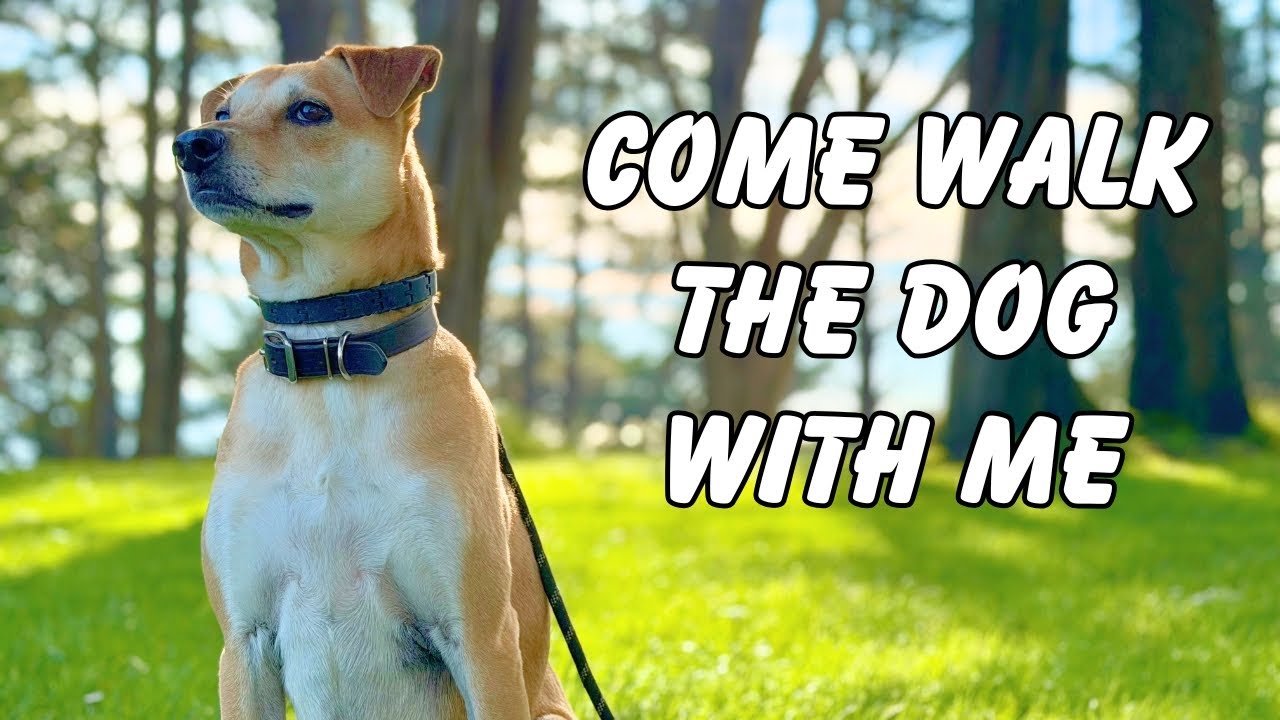 Morning nature walk with my dog to relax and exercise. #walkthedog #cachorrocaramelo #doggo #pets