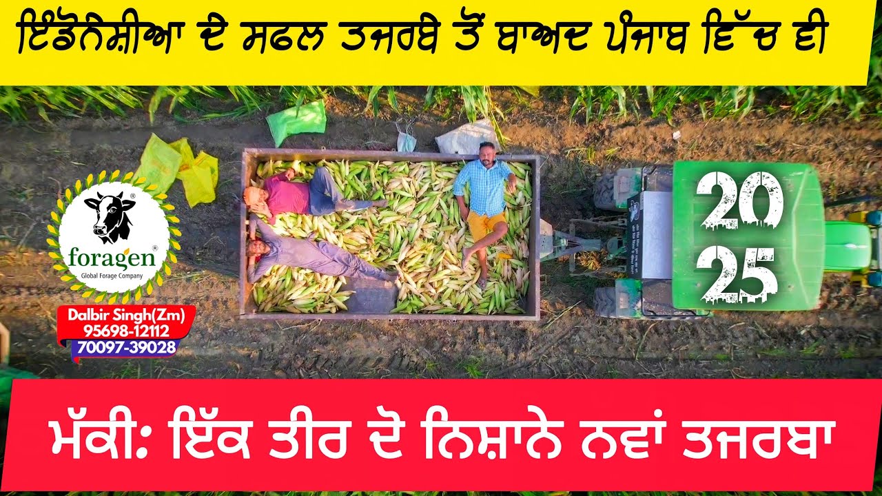 ਮੱਕੀ ਛੱਲੀਆਂ ਤੋੜੋ ਇੱਕ ਤੀਰ ਦੋ ਨਿਸ਼ਾਨੇ, Firagen Master 1355 Hybrid maize 🌽 