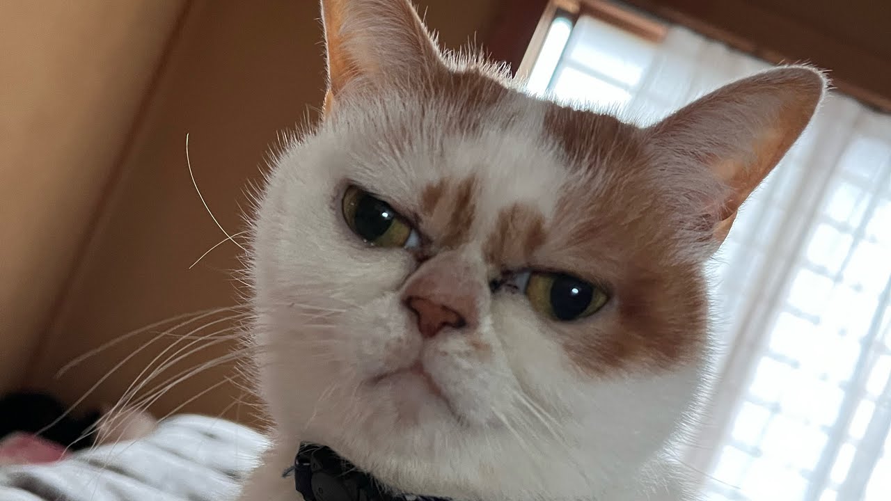 ベル押し耐久動画