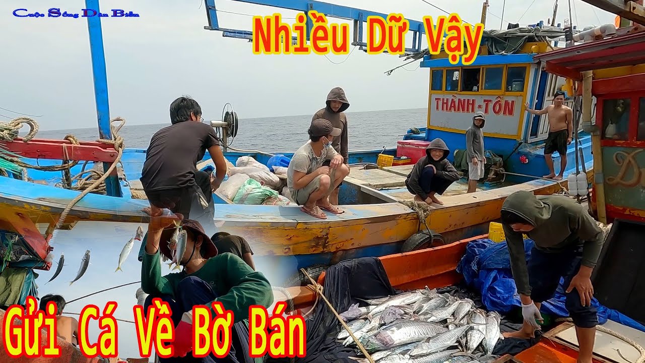 CÂU TAY 20║AE Vui Mừng Vì Gửi Cá Về Bán Kiếm Tiền,Rồi Buồn Vì 1 Lát Câu Tan nát.