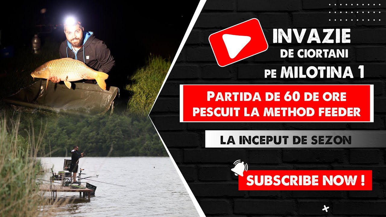Invazie de ciortani pe Milotina 1 - Partida 60h Pescuit la Method Feeder