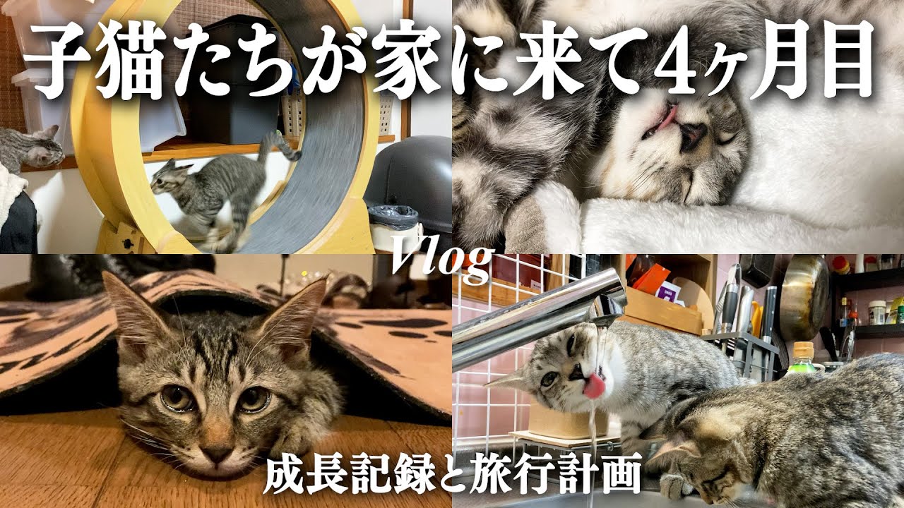 子猫たちと出会って4か月目の成長記録【vlog】｜猫のいる生活｜子猫｜夫婦ふたり暮らし｜日常｜ペット｜キジトラ｜サバトラ｜