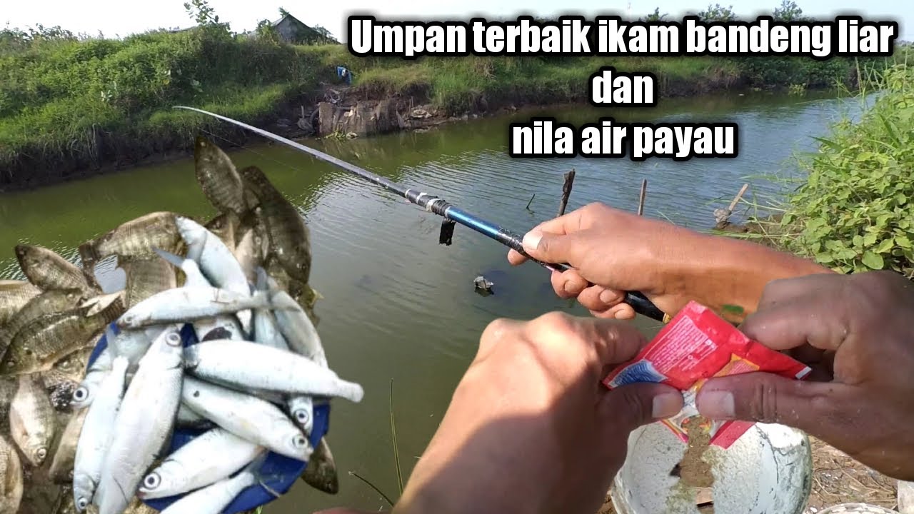 UMPAN TERBAIK IKAN BANDENG LIAR, NILA /MUJAIR DI SUNGAI TLUWUK||umpan mancing