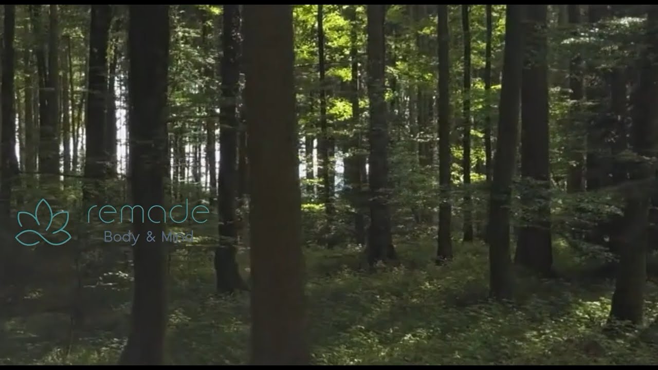 Guidad meditation skogen