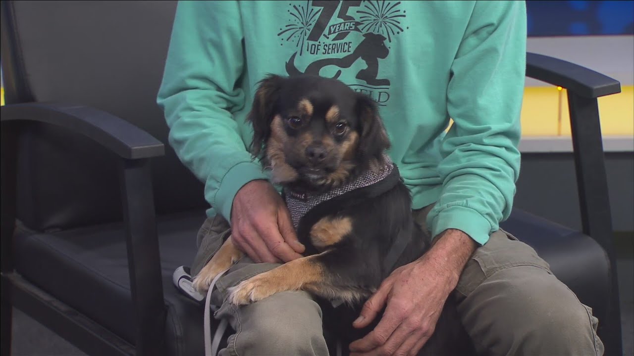 Pet of the Week: Emberly