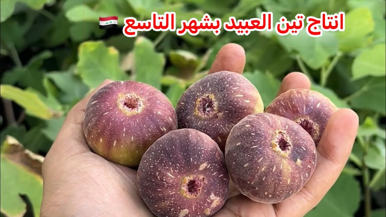 تين العبيد السعودي ينتشر بالعراق ويبهر المزارعين يحمل موسمين ويتحمل الحر والملوحه طريقة زراعة التين