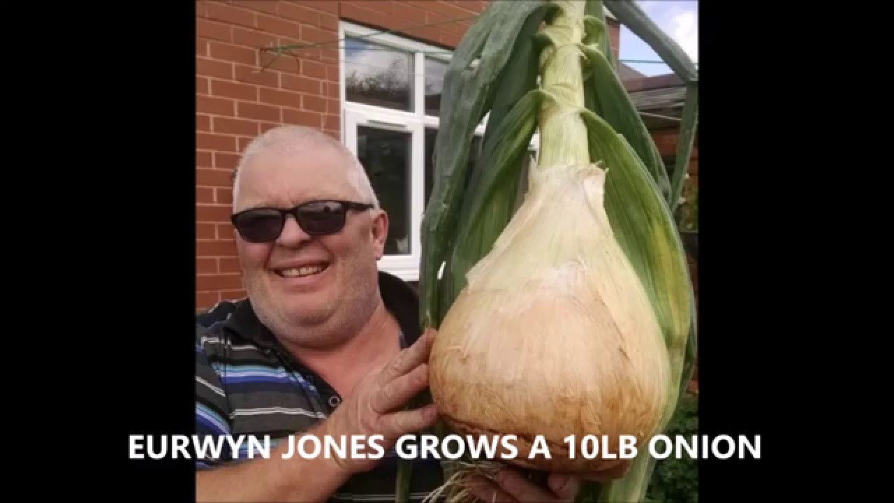 Merry Christmas from Giant Veg